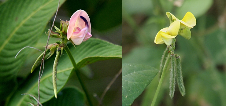 [Two photos spliced together. On ther left is a pink flower with a half circle portion into which the other half curves. The other half has a section which becomes a point which is dark purple. From the back part of the section with the flower are two long thin pea pods. On the right are two yellow blooms at the top of a stem. Hanging below the blooms are three skinny peapods which have white hairs covering the entire surface of the pods.]